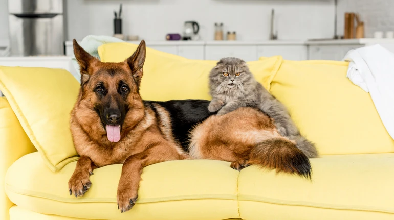 Что нужно знать, чтобы подружить кота и собаку? 9 вопросов к эксперту