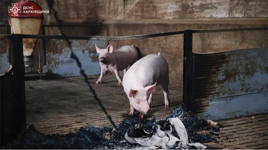 Russians bombard farm in Kharkiv Oblast, killing 13,000 pigs