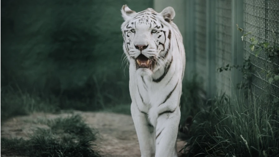 Russians steal rare Bengal tigers from zoos on temporarily occupied territories 