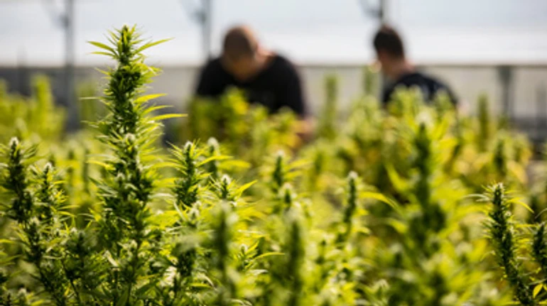 Нічого наркотичного, лише бізнес. Що дасть Україні легалізація медичного канабісу