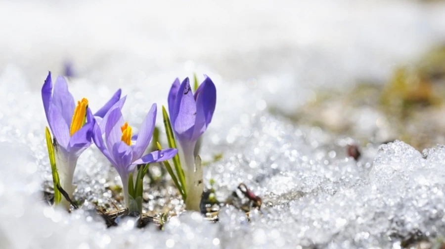 В Украине 8-11 апреля ожидаются существенные заморозки – синоптики 