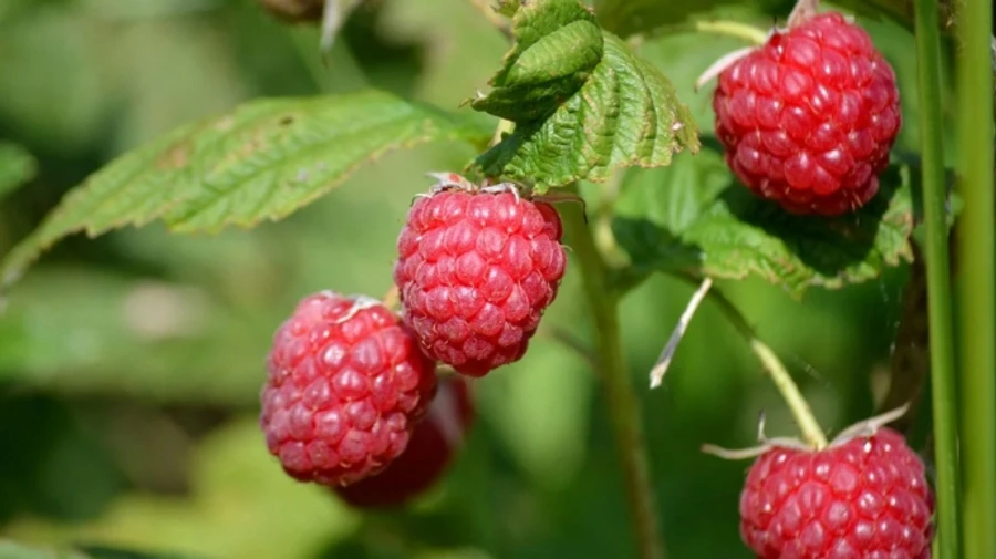 В Україні буде спекотно, у кількох областях прогнозують зливи