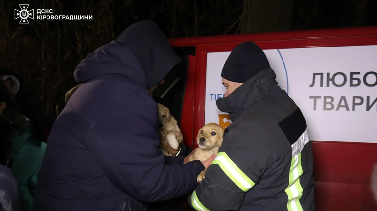 В Кропивницком чрезвычайники эвакуировали сотни животных из затопленного приюта