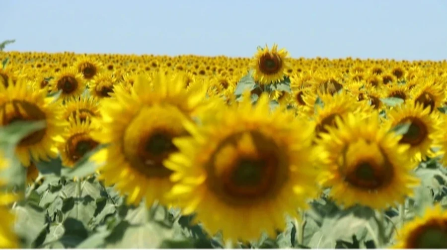 Russia uses occupied Luhansk Oblast to expand sunflower sowing