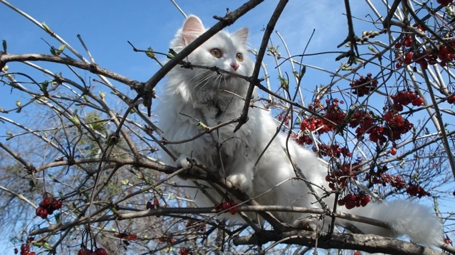 Температура в Украине будет колебаться от -9° до + 15°