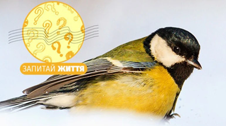 Як правильно підгодовувати птахів взимку та що робити з пташкою, яка змерзла чи травмована?