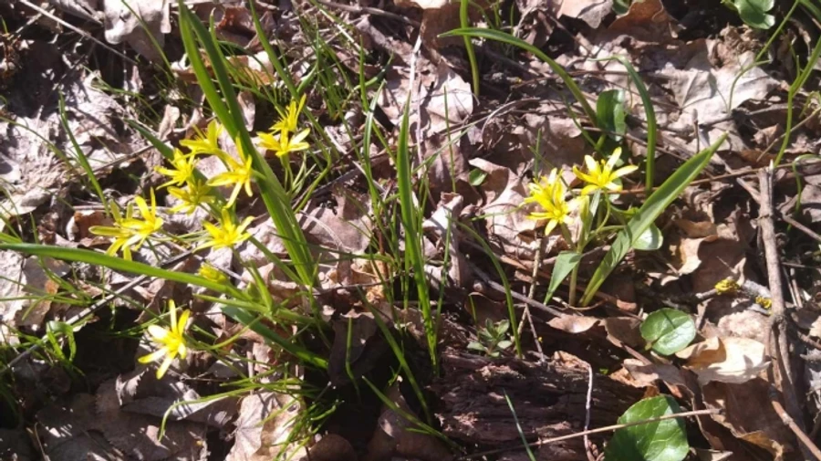 Примхи березня: на вихідних очікують від 16° тепла до дощу з мокрим снігом