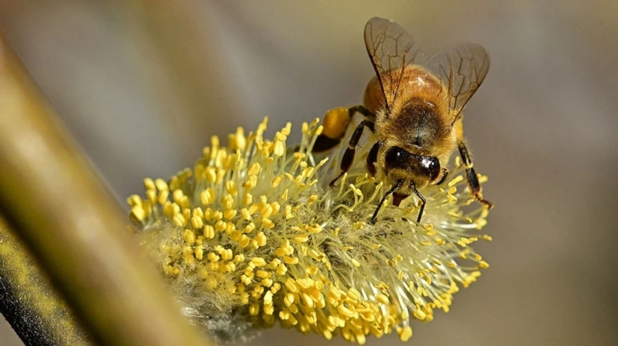 В Украине будет тепло, местами дожди