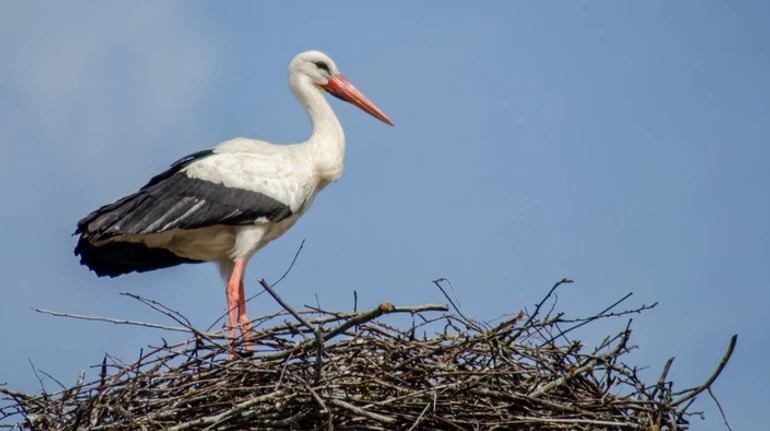 Лелека, бузьок, чорногуз, боцян: як бути добрими сусідами птаху, який повернувся з вирію