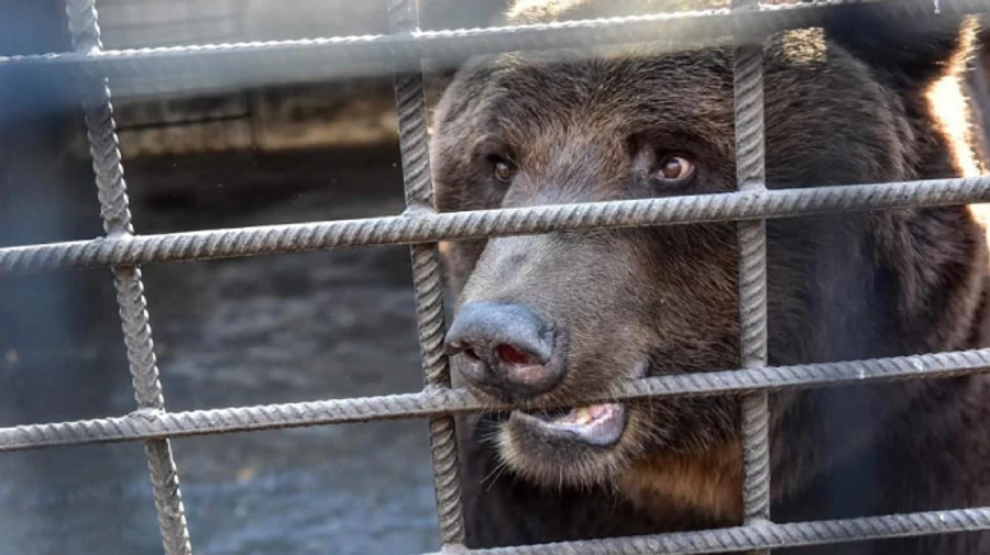 Малиша та Лялю із запорізької дитячої залізниці відправили у Ведмежий рай