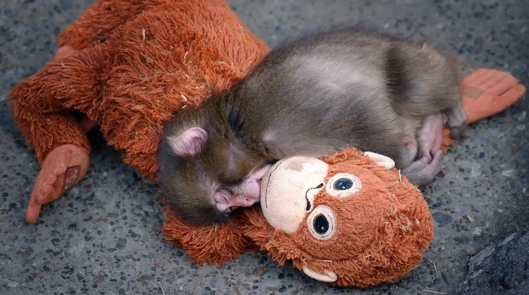 У японському зоопарку розповіли про стан самотнього макаки Панча, чия доля схвилювала тисячі людей