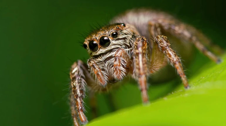 Отруйні всі! Які павуки живуть в Україні, як розпізнати небезпечних і що робити, якщо вас вкусили