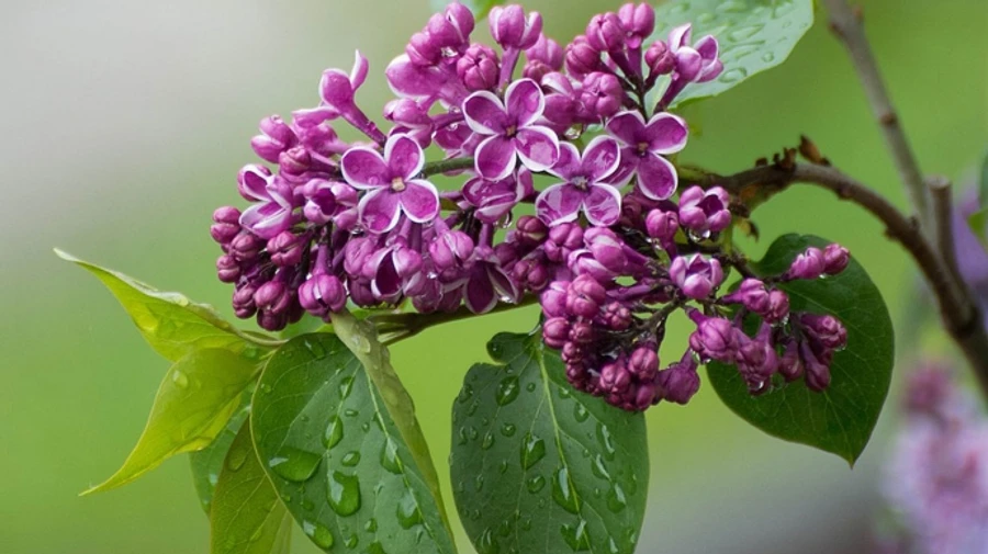 Похолодание, дожди и заморозки ожидаются в Украине 