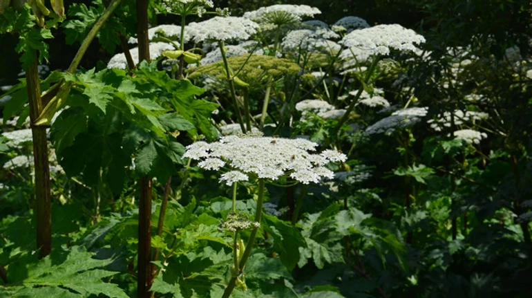 Кріп-гігант або помста Сталіна. Що треба знати про отруйний борщівник та його небезпеку для людини