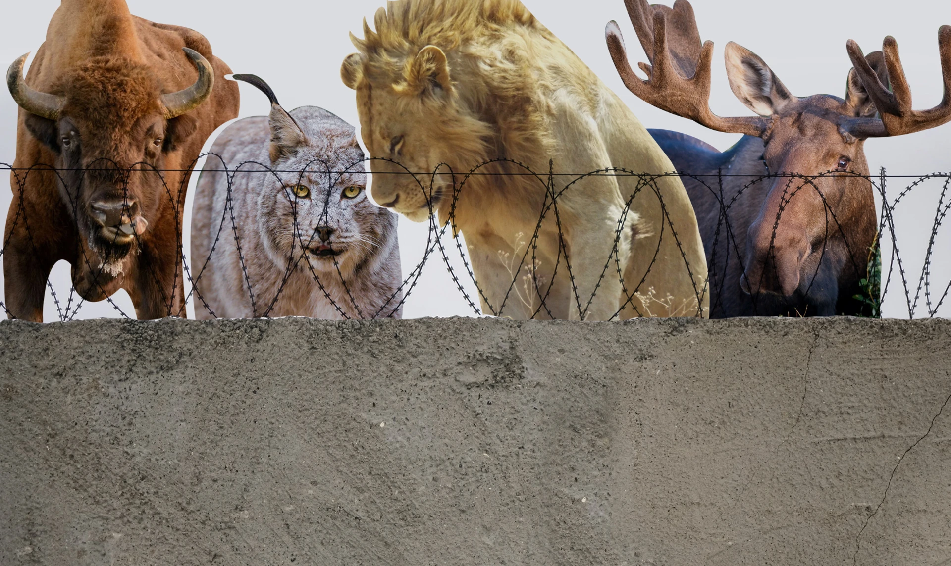 Стены на границах. Как стены и заборы против террористов и нелегальных мигрантов разрушают дикую природу