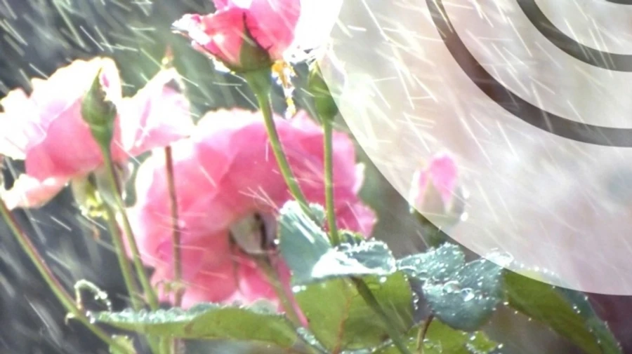 У неділю захід і центр України накриють дощі й грози