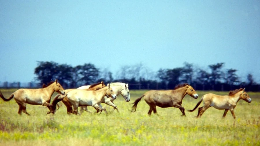 Russian occupation administration takes over the Askaniia-Nova nature reserve