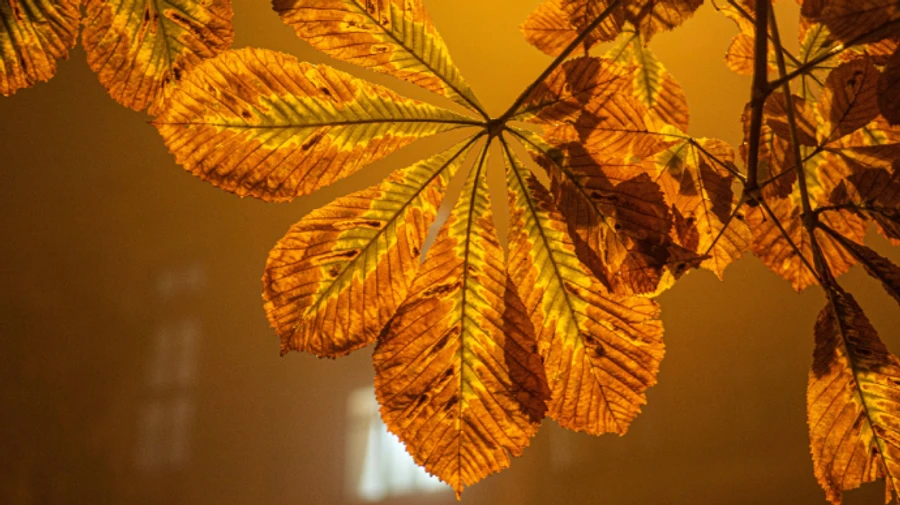 Ноябрь в Киеве вошел в десятку самых теплых за 140 лет