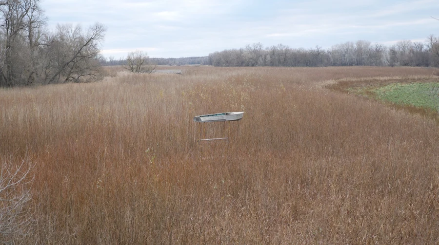 Video installation The Forest by Ukrainian artist Zhanna Kadyrova to be shown at CTM Festival