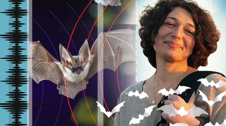 Обережно: звірі в повітрі. Чому люди справді небезпечні для кажанів