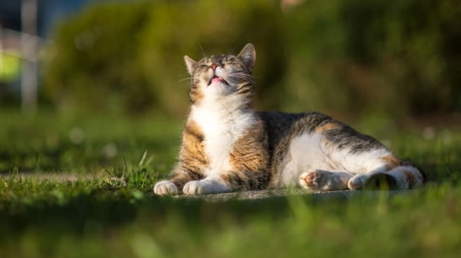 Погода: стало известно, когда в Украину придет потепление