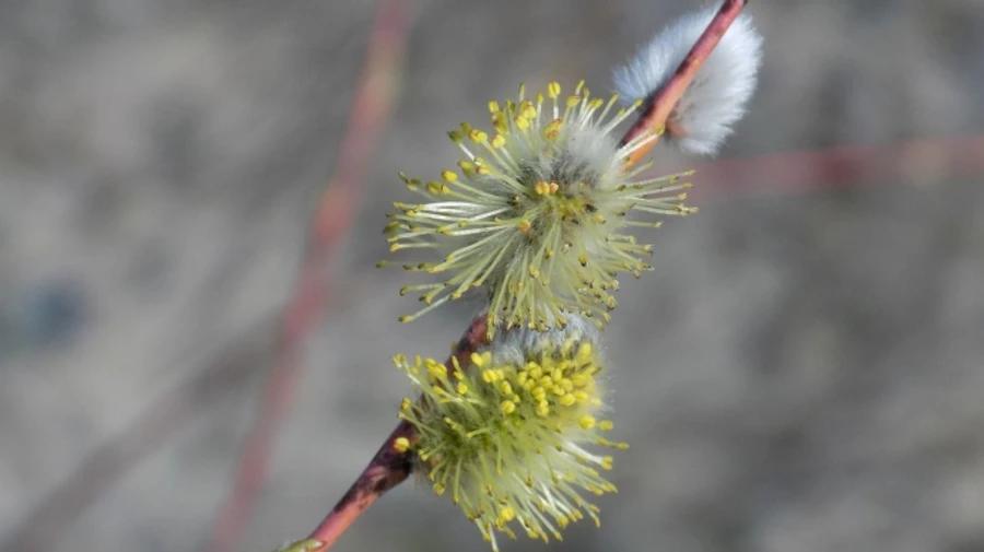 Березень прийде з дощем зі снігом