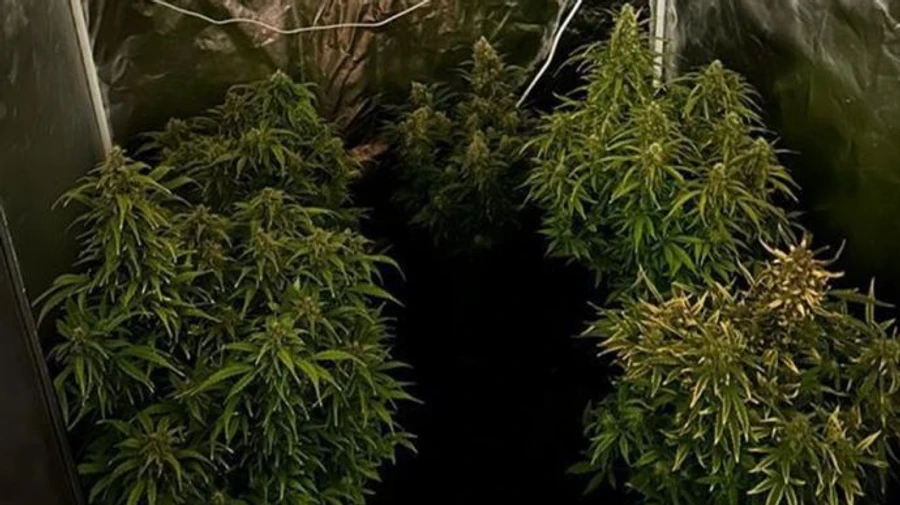 80 кг товару на місяць: СБУ і поліція відзвітували про ліквідацію 5 нарколабораторій