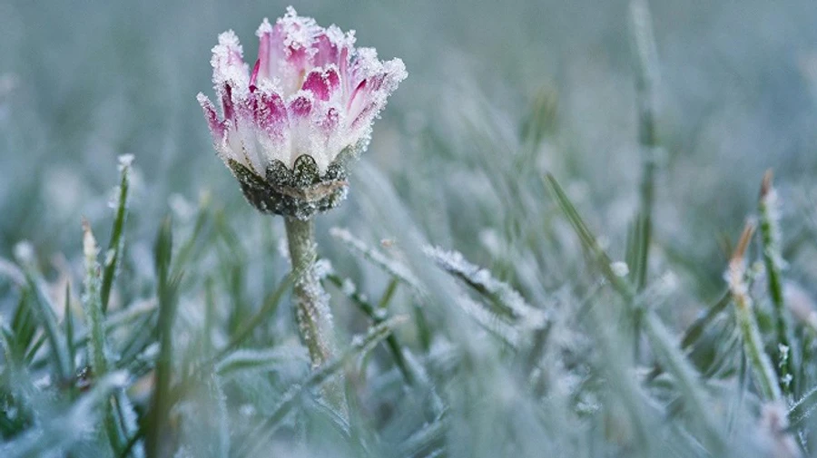 В Украине объявили предупреждение из-за заморозков