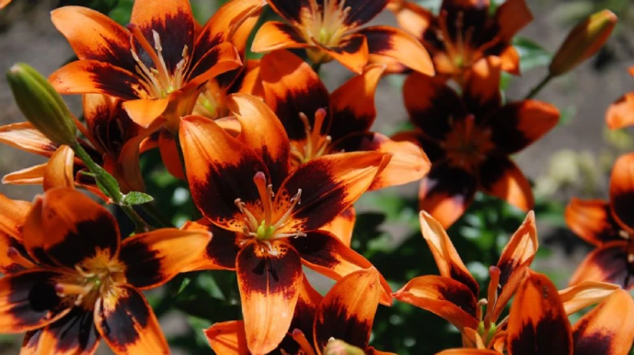 В Україні буде спекотно і сухо, грози лише в одному регіоні