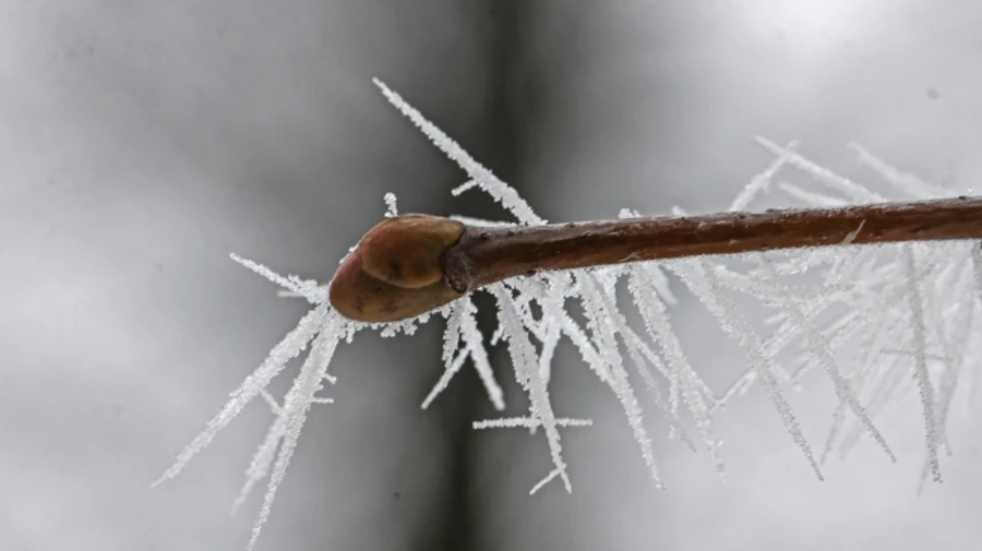 В Киеве и области до конца недели ожидаются ночные заморозки