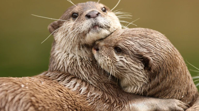 Обіймаються та граються камінчиками. Що ви знаєте про видр? ТЕСТ