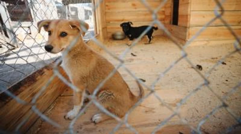 Пожалуйста, заберите меня домой!. Как спасают котов и собак в крупнейшем приюте для животных 