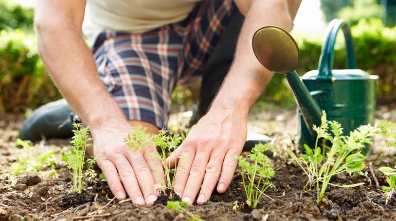 Зменшує стрес і зміцнює кістки: лікарка розповіла, чим корисне садівництво