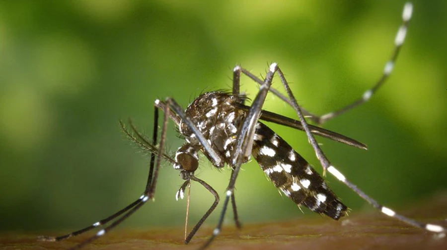 It's not birds this time: Russians have found new creatures in Ukraine that carried viruses