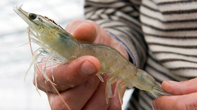 Частинка Тихого океану на Миколаївщині. Як працює найбільша в Європі креветкова ферма