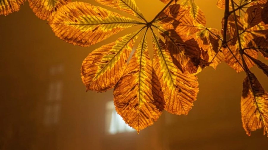 Синоптики рассказали, какой погоды ожидать в первые дни ноября