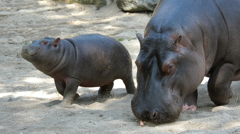 Кокаїнових бегемотів Ескобара, яких хотіли відстріляти, може врятувати індійський магнат