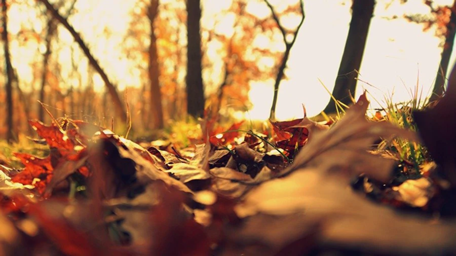 Синоптик прогнозирует градусные качели в Украине