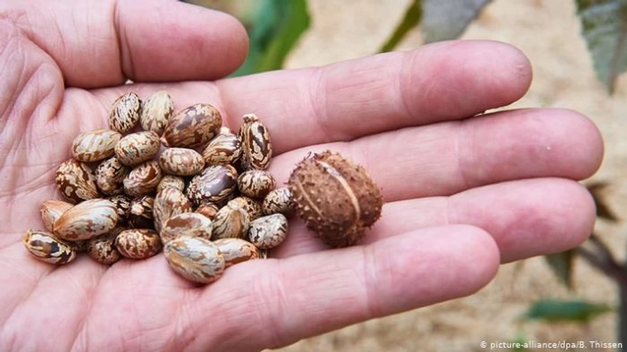 Задержали женщину, которую подозревают в попытке отравить Трампа