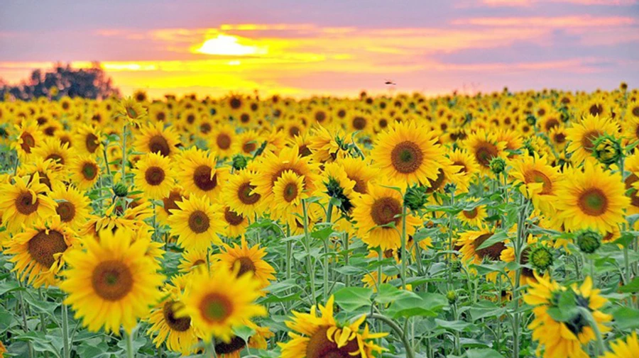 Август придет с прохладой и небольшими дождями