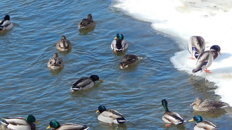 На вихідних в Україні сніжитиме, на півдні в заході вдень до +5°