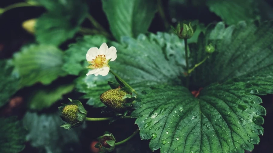 В Україні збережеться дощова погода