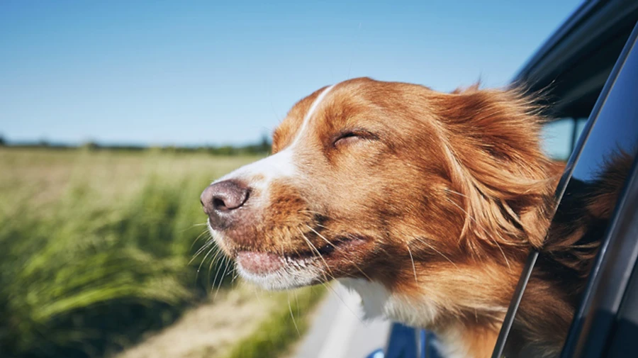 На выходных будет прохладно, местами дожди
