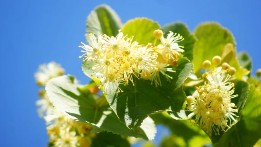 Дожди не добрались пока до одного региона Украины