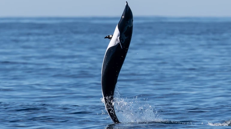 Шагает по поверхности воды: у побережья США заметили необычное поведение дельфина