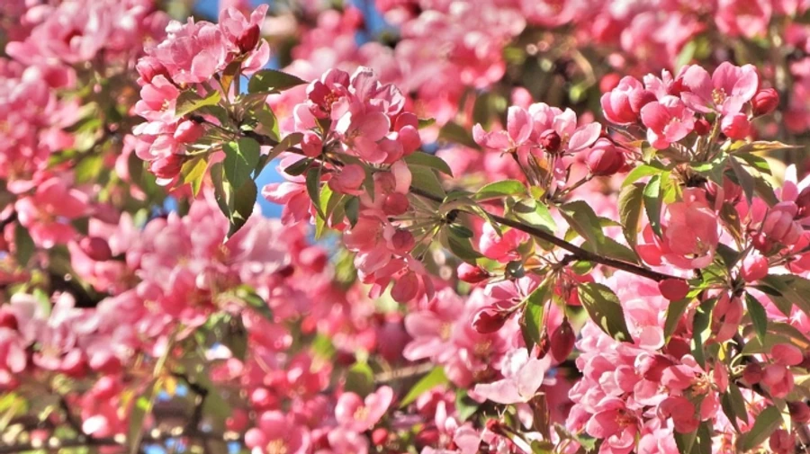 У ніч суботу в Україні дощитиме, в неділю − переважно без опадів