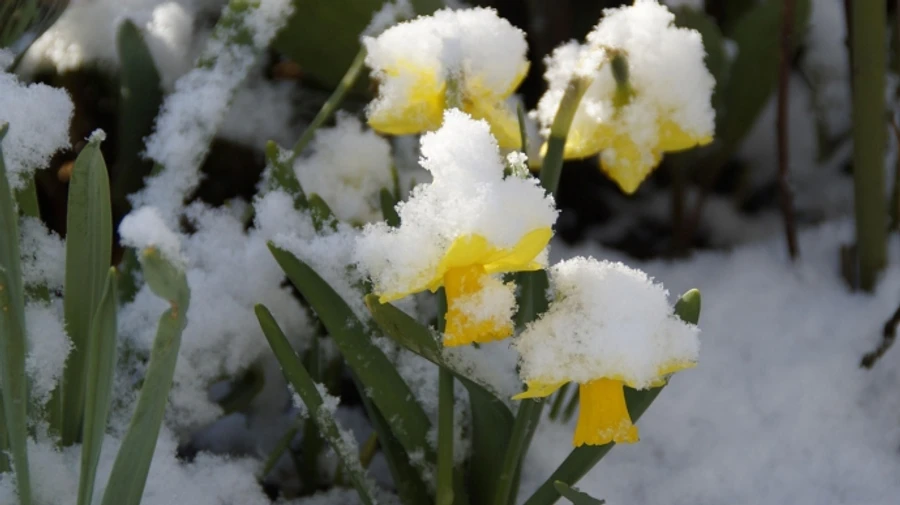 Синоптики попереджають про суттєве похолодання і до 15 см снігу 