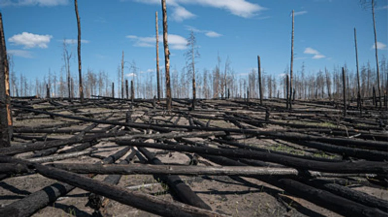 І повсюди тліють пожежі. Як живуть люди в селах, де горіли ліси на Житомирщині