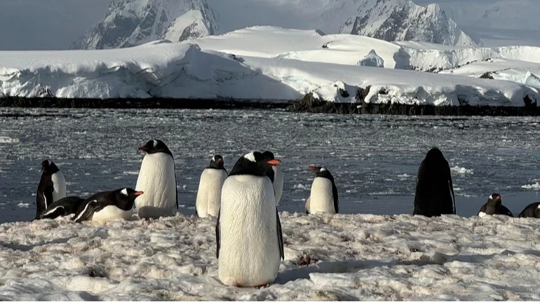 Украинские полярники рассказали, как и зачем считают пингвинов возле станции Вернадского