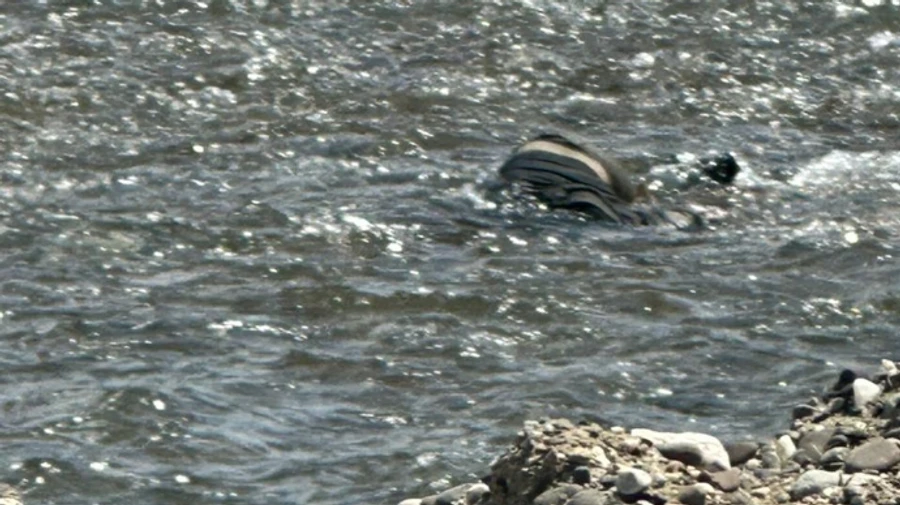 После снижения воды Тиса открывает страшные находки: трое утопленников за сутки